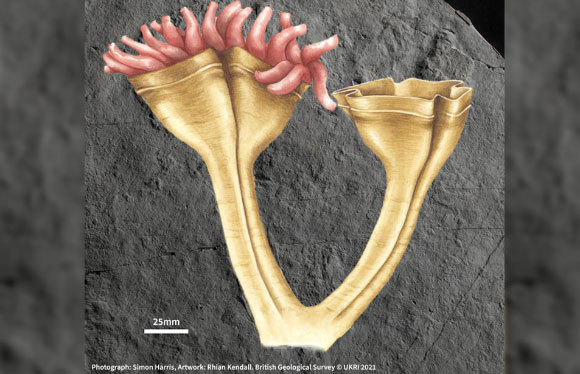 אילוסטרציה של הטורף הראשון. | איור: סיימון האריס וריאן קנדל UKRI