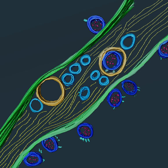 שיטת צילום בהקפאה גילתה חלקיקי נגיף קורונה (בכחול כהה) על גבי הצינורית וגם בתוכה | מקור: Anna Pepe, Institut Pasteur