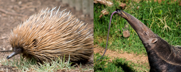 אוכל נמלים ענק מדרום אמריקה (מימין) וקיפודן מאוסטרליה | Shutterstock, Susan Flashman, esdeem
