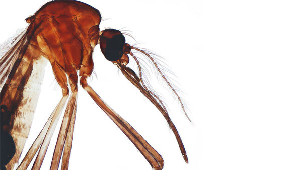 יתושת אדס בהגדלה תחת מיקרוסקופ | מקור: Steve Gschmeissner, Science Photo Library