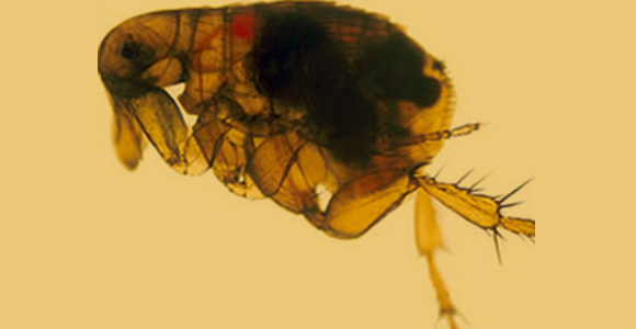 פרעוש נגוע בחיידקי דֶבֶר, הנראים כגוש שחור בתוכו | מקור: ויקיפדיה, NIAID, נחלת הכלל