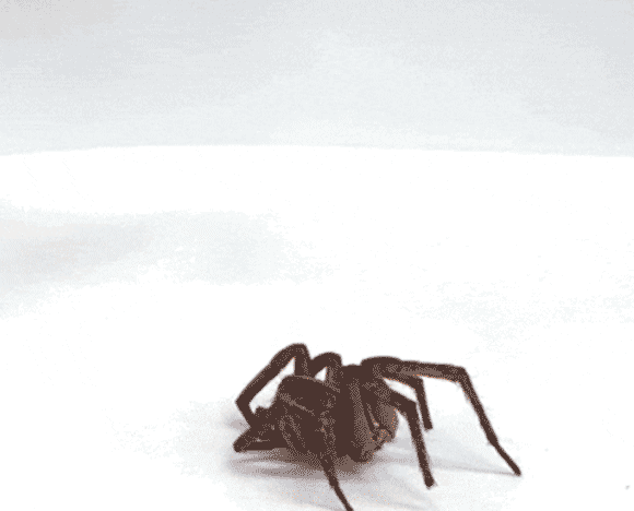 עכביש שהפך לתפסן רובוטי מרים עכביש מת אחר | מקור: Preston Innovation Laboratory/Rice University