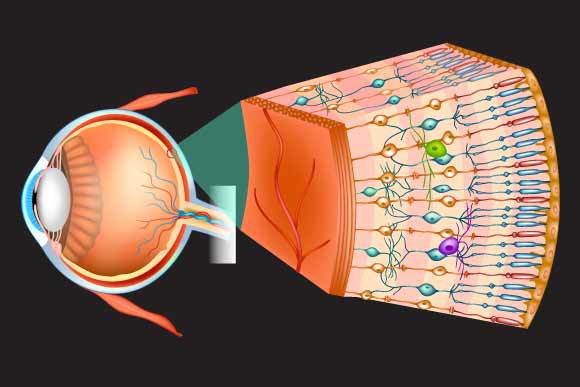 שם תאים רגישים לאור (בכחול ואדום, מצד ימין) מתרגמים את האור לאות חשמלי | Shutterstock, Sakurra