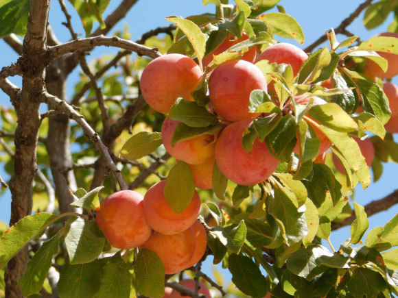 שזיף הדוב (צמח בר) בחרמון | איגור ארמיאץ' שטיינפרס