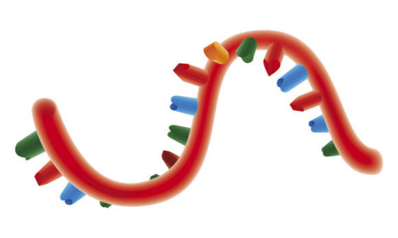אילוסטרציה של שרשרת DNA, עם נוקליאוטידים שמצוינים באדום, כחול, ירוק וצהוב | Benjamin Campillo, Science Photo Library