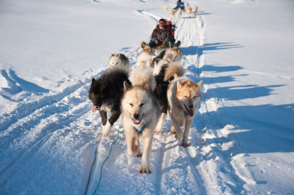 כלבי מזחלות בגרינלנד | צילום: Yongyut Kumsri, Shutterstock