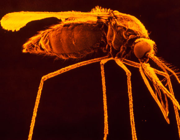 נקבת היתוש זוממת על הארוחה הבאה | צילום: Science Photo Library