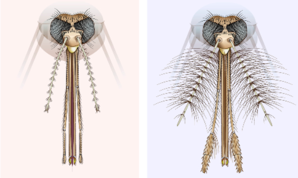 מחושי היתוש והזיפים. מימין: זכר היתוש, משמאל: נקבת היתוש | איור: Science Photo Library