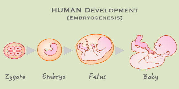 השלבים העיקריים בהתפתחות העובר, מביצית מופרית ועד תינוק | איור: grayjay. Shutterstock
