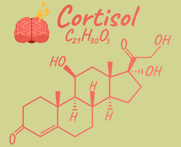 **איור של מולקולה** ההשפעה של קורטיזול רחבת היקף וכוללת שינויים במצב הרוח, בריכוז ובזיכרון, קשיי שינה, ערנות מוגברת וחרדה | איור: Aleksandr Andreev, Shutterstock