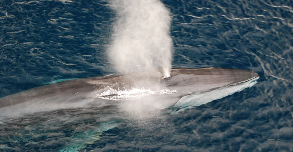 לווייתן מצוי | Juan Gracia, Shutterstock 