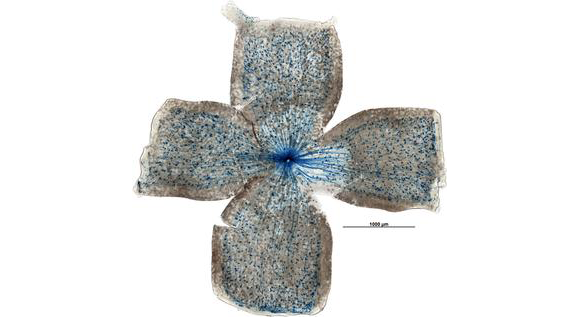 תאים ברשתית עם החלבון קולט האור מלנופסין (בכחול) | ויקיפדיה, Dr. Samer Hattar