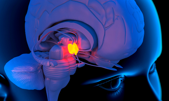 מתסלול שמתחיל בהיפולמוס (זוהר באיור) ומסתיים באזור המווסת פחד ותוקפנות | איור: Science Photo Library