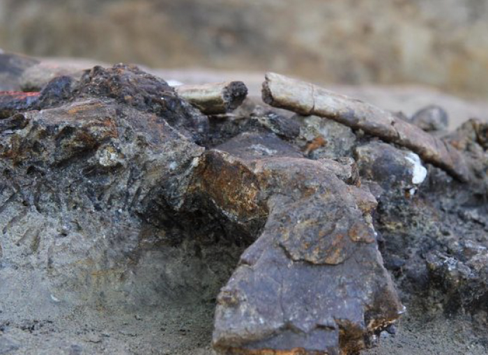 סימני החיתוך וכלי האבן מעידים כי בני אדם ביתרו את הקרנף. העצמות שנמצאו בפיליפינים | צילום:Museum national d’Histoire naturelle, France