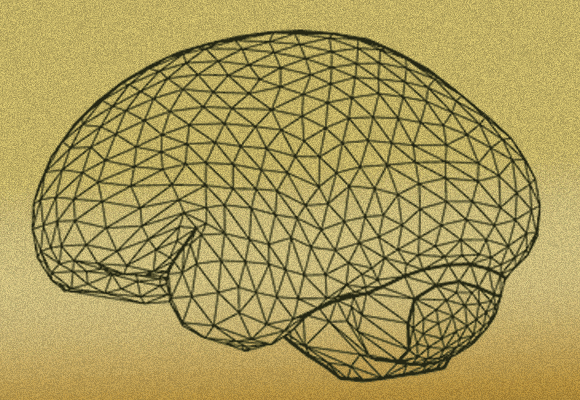 פחות מוארך, יותר כדורי. האם שינוי הצורה, בעיקר באזורים מסוימים במוח, השפיע על האנושות? | איור: S. NEUBAUER, MPI EVA LEIPZIG