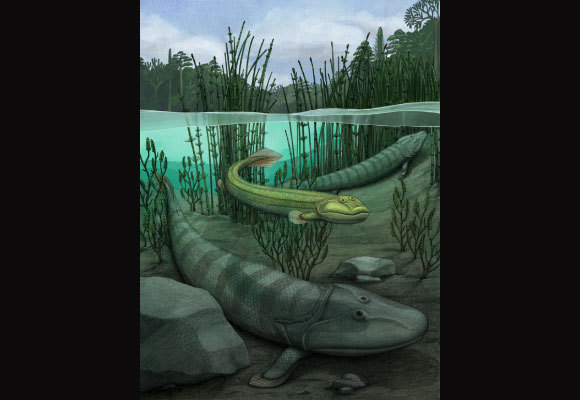 קיקיקטניה וקיי (במרכז) וטיקטאליק רוזי (למטה)| קרדיט: Alex Boersma