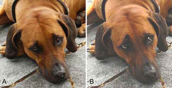 אתה שמח לראות אותי או שהגבה שלך התרוממה סתם? פרצוף "רגיל" (משמאל) וגבה מורמת | צילום מתוך מאמר המחקר ב-PLoS One