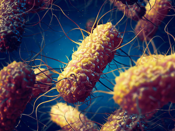 אילוסטרציה של חיידקי סלמונלה | Nobeastsofierce, Science Photo Library