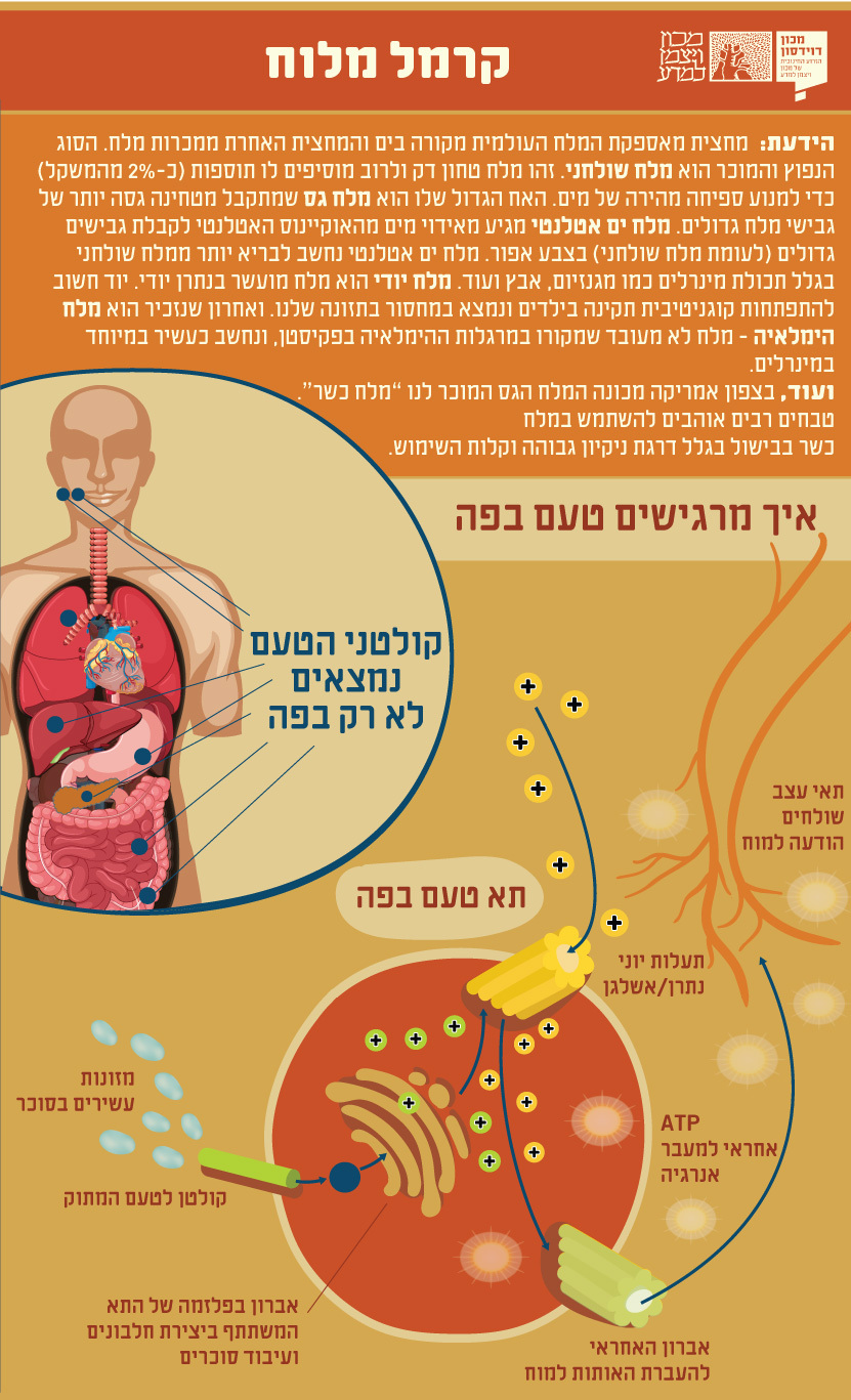 העוגה מוכנה | Bystrov, Shutterstock
