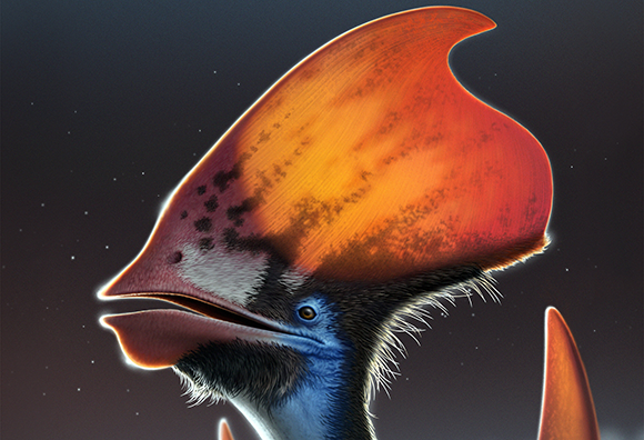 איור של טופנדקטילוס אימפרטור. איור: Bob Nicholls, Royal Belgian Institute of Natural Sciences (CC BY)