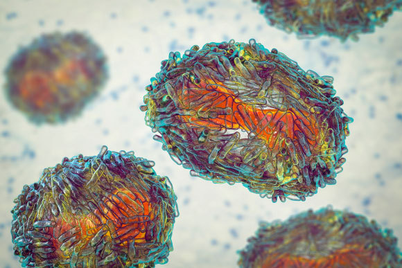 הדמיה של נגיפי אבעבועות הקוף | מקור: Kateryna Kon, Shutterstock