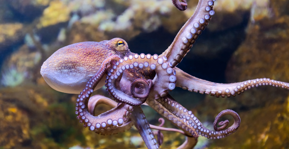 תמנון החוף | Henner Damke, Shutterstock