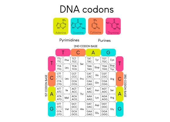 מוטציה שקטה לא גורמת לשינוי ברצף החלבון, אך מתברר שלעיתים יש לה השפעה על תפקוד החלבון או התא. קודוני DNA וחומצות האמינו שהם מקודדים | מקור: Bass stock, Shutterstock