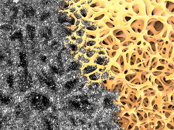 אילוסטרציה לשימוש עתידי לננו-חומרים: שילוב בעצם שנפגעה כדי לעזור בשיקומה | Alfred Pasieka, Science Photo Library