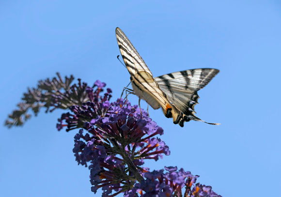 פרפר זנב הסנונית | Dirk Wiersma, Science Photo Library
