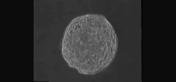 צבר תאים פועם שגודל במעבדה | Thomas Quail, Alvin Shrier, and Leon Glass / McGill University