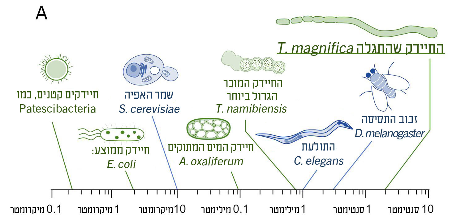  גודל לא צפוי שעשוי לשנות את התפיסה על התפתחות החיים המורכבים. החיידק שהתגלה ביחס לכמה חיידקים ואורגניזמים אחרים | תרגום מתוך מאמר המחקר