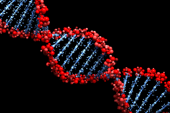 מבנה הסליל הכפול של ה-DNA | איור: Leigh Prather, Shutterstock