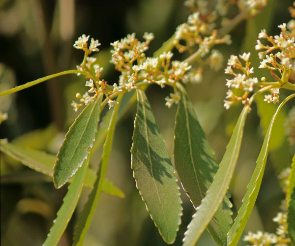 צמח גת בפריחה | BlueSnap, Shutterstock