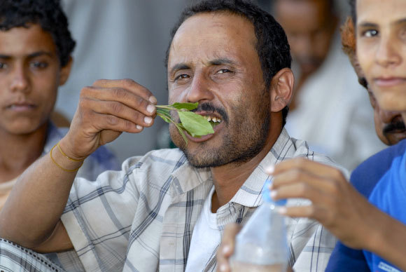 אדם לועס גת בתימן |  Dmitry Chulov, Shutterstock