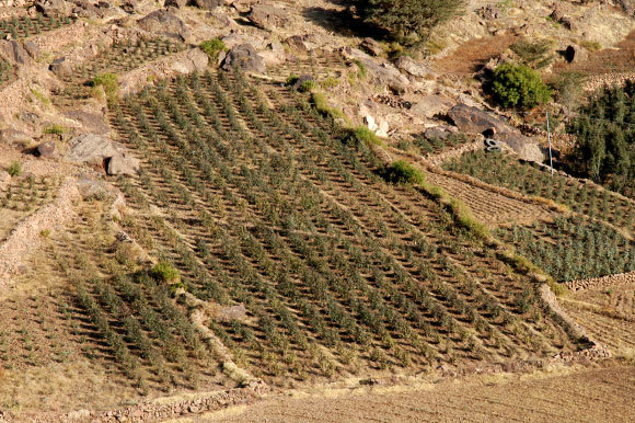 שדות של גת בתימן | danielecolombo, Shutterstock
