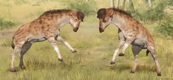 לחימה בין זכרים: דיסקוקריקס | איור: WANG Yu and GUO Xiaocong