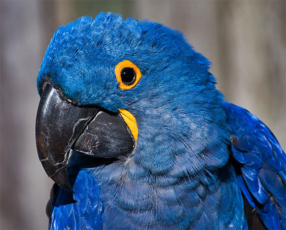 תוכי כחול | צילום: Michael J Magee, Shutterstock