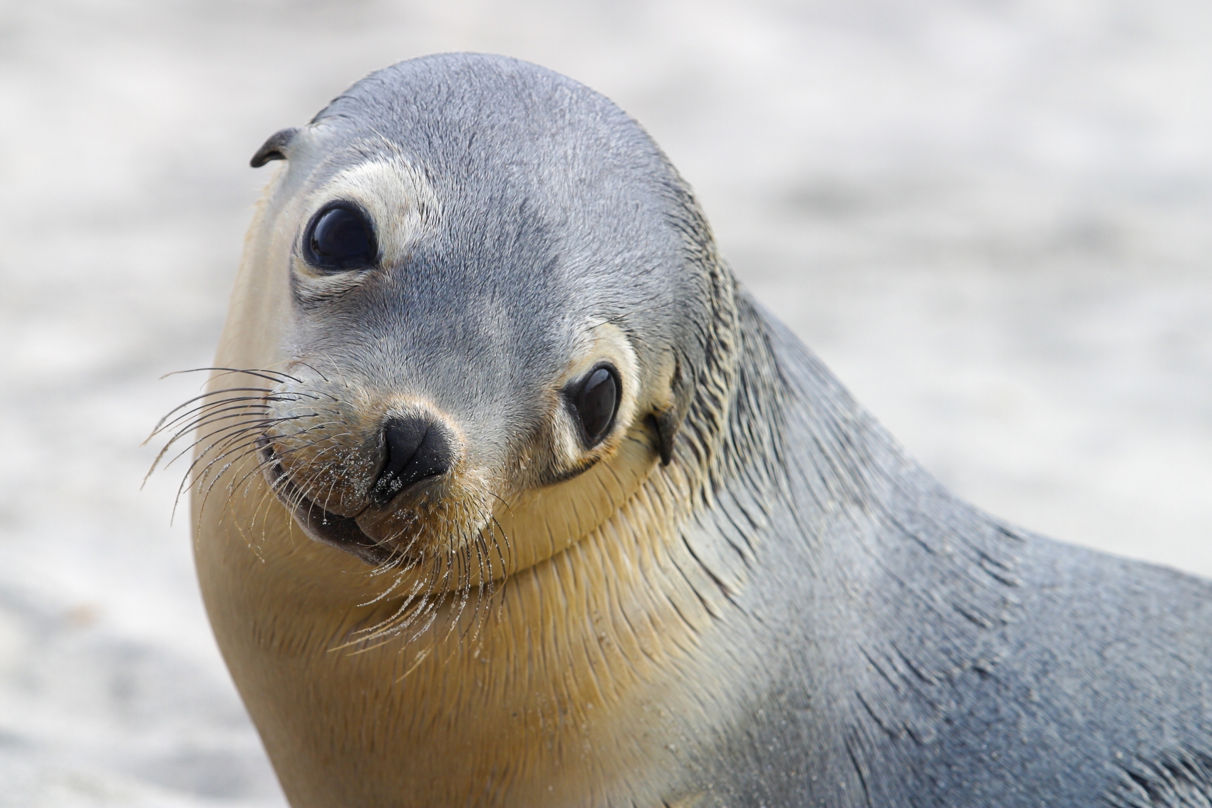גור אריה ים | John Ceulemans, Shutterstock
