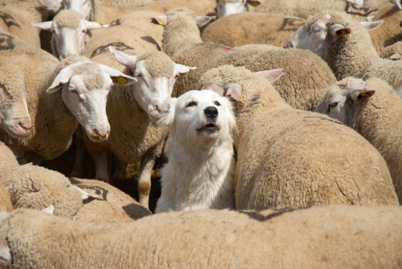 marco branchi, Shutterstock