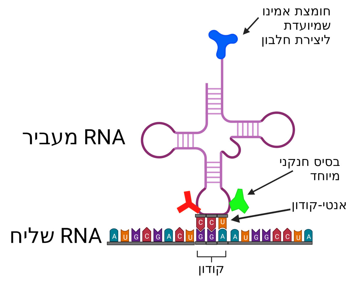 מודל של RNA מעביר | איור – גל חיימוביץ' באמצעות תוכנת Biorender