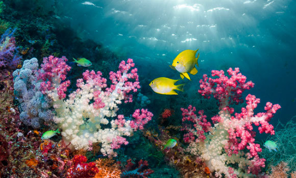 לשונית נשקפות סכנות רבות, רובן תוצאה של פעילות האדם. שונית אלמוגים בריאה במפרץ טריטון, אינדונזיה | צילום: GEORGETTE DOUWMA / SCIENCE PHOTO LIBRARY