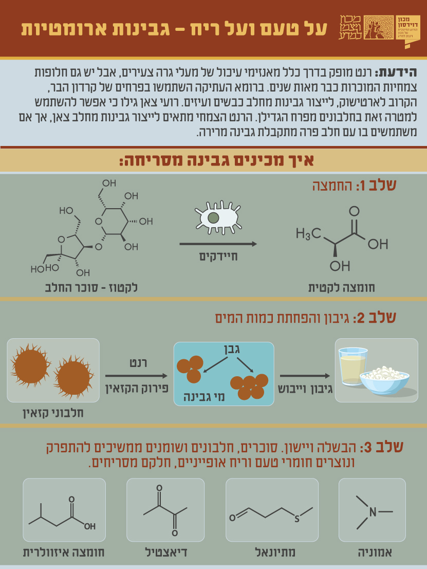 אינפוגרפיקה