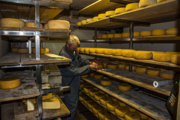 כיכרות גבינה בשלבי הבשלה סופיים | צילום: MX441 Photo, Shutterstock