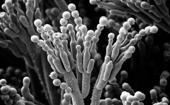 צילום במיקרוסקופ אלקטרונים סורק של העובש Penicillium camemberti| צילום: BIOPHOTO ASSOCIATES / SCIENCE PHOTO LIBRARY