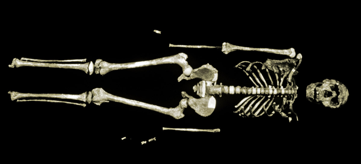 העצמות של "ילד טורקנה" | מקור: SCIENCE VU,NMK, VISUALS UNLIMITED / SCIENCE PHOTO LIBRARY