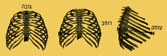 בית חזה של הומו ארקטוס, מתוך המאמר