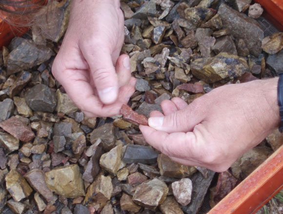 קליפות מאובנות של ביצי יען | Matthew Collins