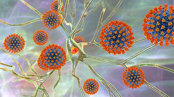 נגיף קורונה ותאי עצב | Kateryna Kon, Shutterstock