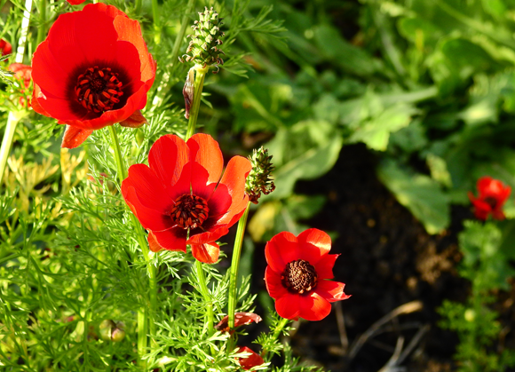 דמומית ארץ ישראלית | Shutterstock, ehud aevyatar