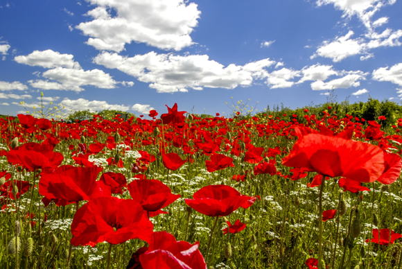 נודעו כפרחים שצצים לאחר הקרבות. פרג השדות בסלובניה | Shutterstock, visualpower